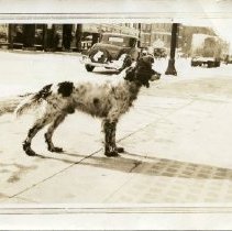Dog on Street